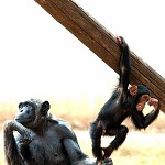 Maman chimpanzé avec bébé shimp.שימפנזית ושימפנזון במבט מלא חזון